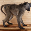 Excellent Male Chacma Baboon Full Body Lifesize Taxidermy Mount SW11024