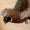 Excellent Flying Ringneck Pheasant Taxidermy Mount SW11037
