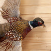 Excellent Flying Ringneck Pheasant Taxidermy Mount SW11038