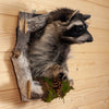 Excellent Raccoon Peeking Taxidermy Mount SW11045