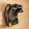 Excellent Raccoon Peeking Taxidermy Mount SW11046