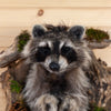 Excellent Raccoon Peeking Taxidermy Mount SW11046