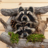 Excellent Pair of Raccoon Kits Peeking Taxidermy Mount SW11047