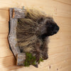 Excellent Peeking Porcupine Taxidermy Mount SW10655