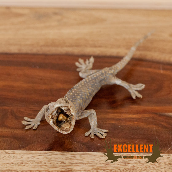 gecko taxidermy freeze dried mount for sale