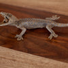 Excellent Gecko Taxidermy Mount SW11075
