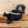 Excellent Skunk Full Body Taxidermy Mount SW11077