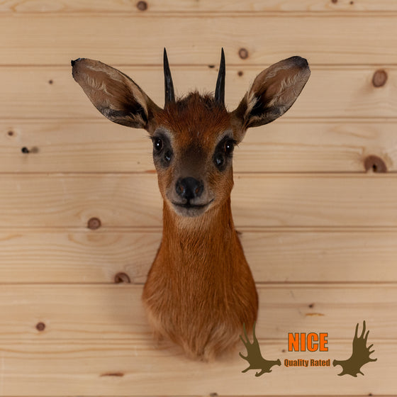 red duiker african taxidermy shoulder mount for sale