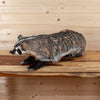 Premier Badger Lifesize Full Body Taxidermy Mount SW11091