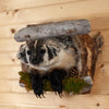 Excellent Peeking Badger Taxidermy Mount SW11107