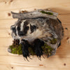 Excellent Peeking Badger Taxidermy Mount SW11108