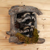 Excellent Pair of Raccoon Kits Peeking Taxidermy Mount SW11109