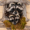 Excellent Pair of Raccoon Kits Peeking Taxidermy Mount SW11109