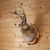 Excellent Jackalope with Whitetail Deer Antlers Taxidermy Shoulder Mount SW11113