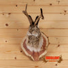 jackalope taxidermy shoulder mount for sale