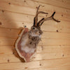 Excellent Jackalope with Whitetail Deer Antlers Taxidermy Shoulder Mount SW11114