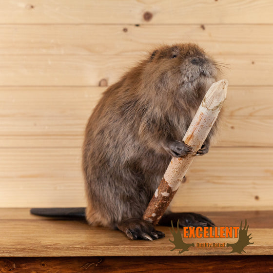 beaver full body lifesize taxidermy mount for sale