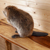 Excellent Beaver Full Body Taxidermy Mount SW11132