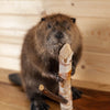 Excellent Beaver Full Body Taxidermy Mount SW11133