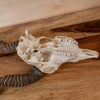 Excellent Blackbuck Antelope Skull with Horns SW11136
