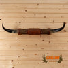 longhorn steer horn mount for sale