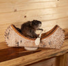 Excellent Muskrat Paddling a Canoe Full Body Taxidermy Mount SW11148