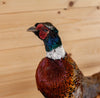 Excellent Perched Ringneck Pheasant Taxidermy Mount SW11149