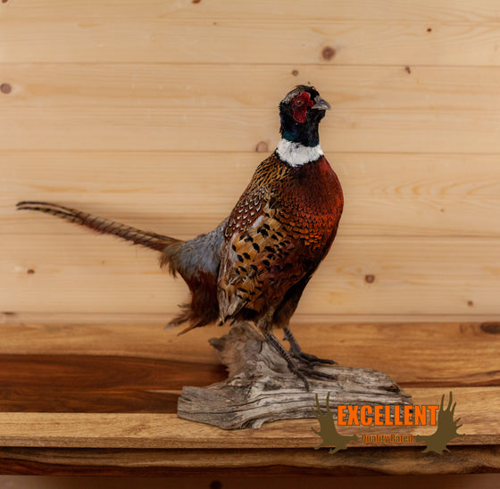 ringneck pheasant taxidermy mount for sale
