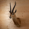 Excellent Grant's Gazelle Taxidermy Shoulder Mount SW11156