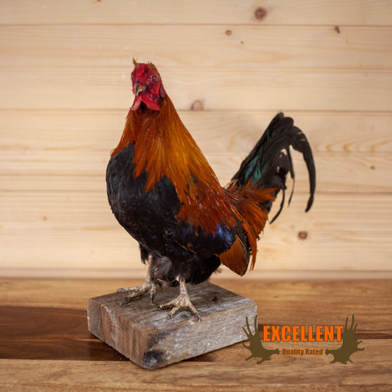 rooster chicken full body lifesize taxidermy mount for sale