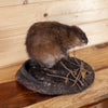 Excellent Muskrat Full Body Taxidermy Mount SW11163