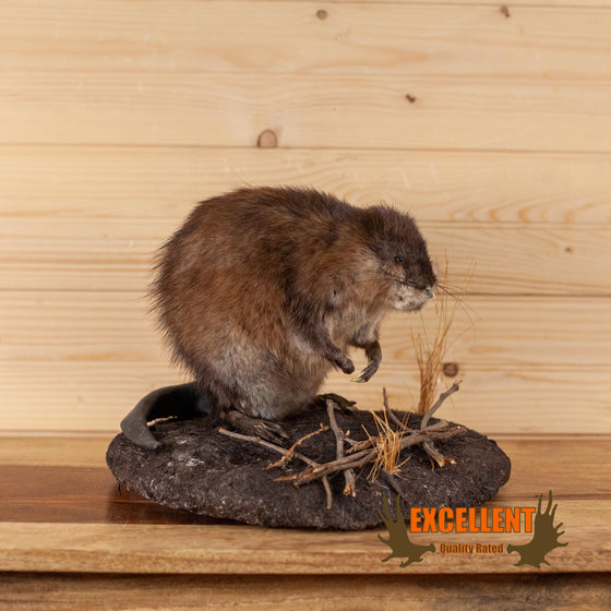 muskrat full body taxidermy mount for sale