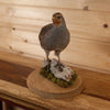 Excellent Hungarian Partridge Taxidermy Mount SW11164