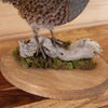 Excellent Hungarian Partridge Taxidermy Mount SW11164