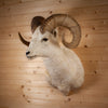 Excellent Alaskan Dall Sheep Taxidermy Mount SW11174