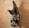 Excellent Drinking Opossum on Branch Full Body Taxidermy Mount SW11176