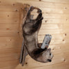 Excellent Drinking Opossum on Branch Full Body Taxidermy Mount SW11177