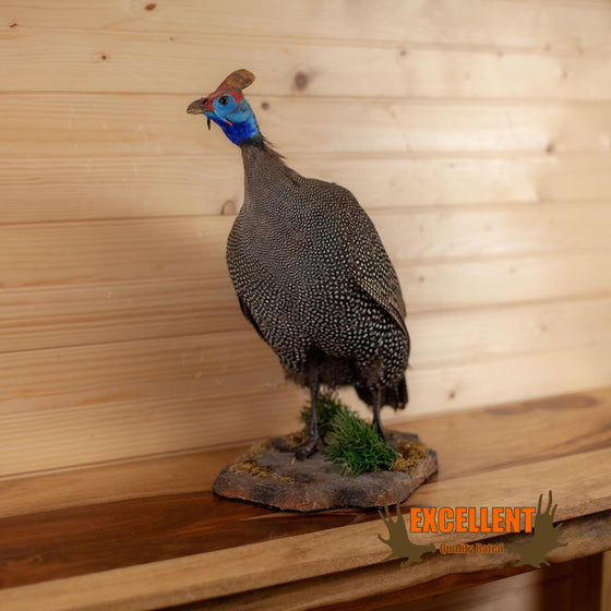 helmeted guinea fowl african taxidermy mount for sale