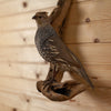 Excellent Perched Scaled Quail Taxidermy Mount SW11182