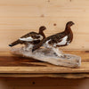 Excellent Perched Ptarmigan Pair in Early Fall Plumage Taxidermy Mount SW11183