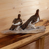 Excellent Perched Ptarmigan Pair in Early Fall Plumage Taxidermy Mount SW11183