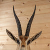 Excellent Grant's Gazelle Taxidermy Shoulder Mount SW11186