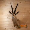 grant's gazelle african taxidermy shoulder mount for sale