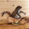 Squirrel Paddling a Canoe Taxidermy Mount SW11191