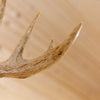 Excellent Eleven Point Whitetail Buck Taxidermy Mount SW11195