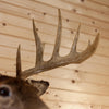 Excellent Eleven Point Whitetail Buck Taxidermy Mount SW11195