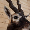 Premier Blackbuck Antelope Shoulder Mount SW11202