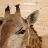 Premier African Giraffe Neck Mount SW11203