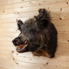Premier Wild Boar Hog Taxidermy Shoulder Mount SW11207