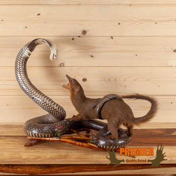 cobra mongoose fighting taxidermy mount for sale
